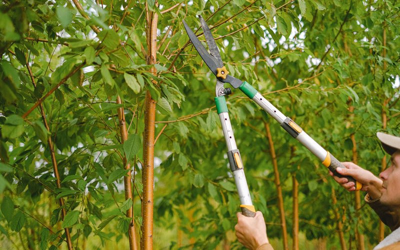 Tree trimming in Montfort, WI