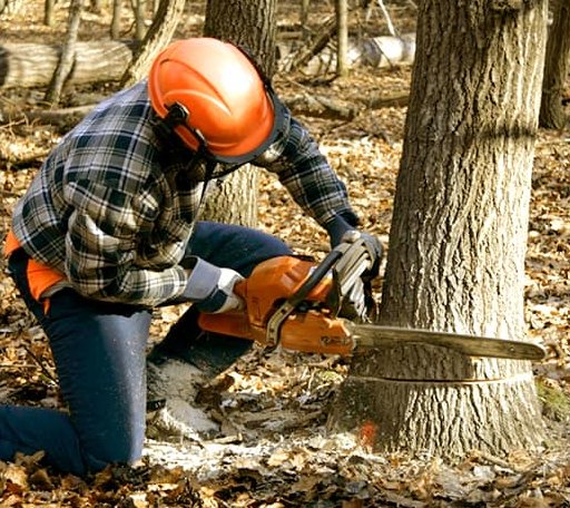 Tree Removal in Montfort, WI